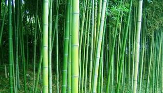 Wallpaper Bamboo Forest Trees Desktop In The