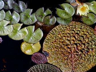 Lily Pads Nature Wallpaper Desktop Background