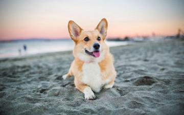 Corgi Wallpaper Top Background