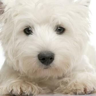 Westies Wallpaper Highland West Terrier O Westie