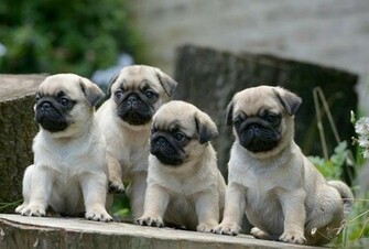Pug Wallpaper Screensaver Background Screensavers