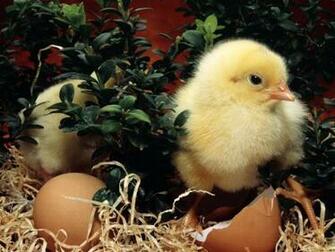 Desktop Wallpaper Easter Widescreen