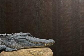Wallpaper Walls Book Collections Le Embossed Croc