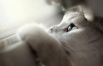 Animated Wallpaper S Cats Blackberry