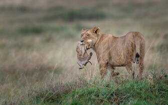 Lioness Wallpaper