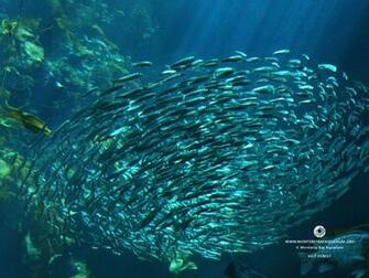 Wallpaper From The Monterey Bay Aquarium