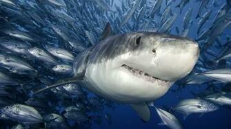 HD Megalodon Shark Week Wallpaper