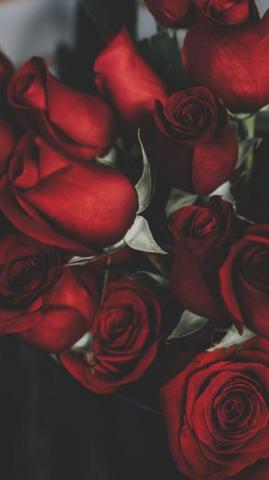 A Dozen Red Roses iPhone Wallpaper For Valentine S Day Preppy