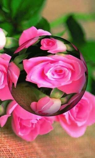 3d Rose Live Wallpaper Cool HD Beautiful