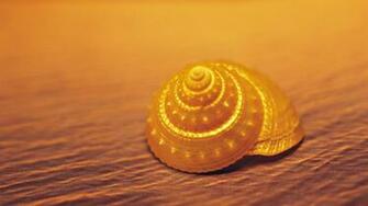 Seashell Wallpaper Golden Background