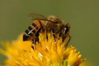 Honey Bee Pictures