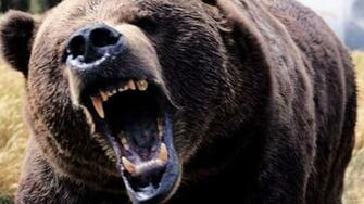 Grizzly Background Wallpaper