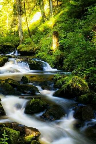 Black Forest iPhone HD Wallpaper