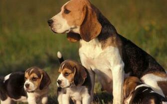 Beagle Mom And Babies Wallpaper