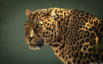 Jaguar Animal Wallpaper Image Gallery