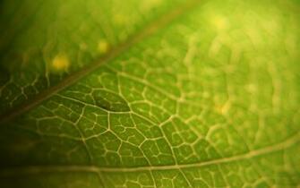 Leaf Wallpaper Desktop And Themes