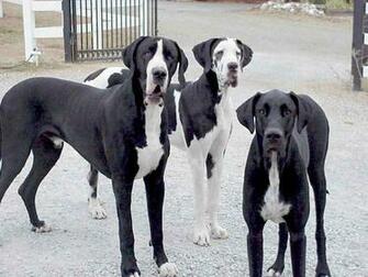 Great Dane Wallpaper Gallery