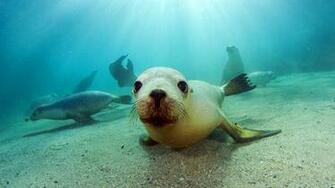 Australian Sea Lion Wallpaper Travel HD