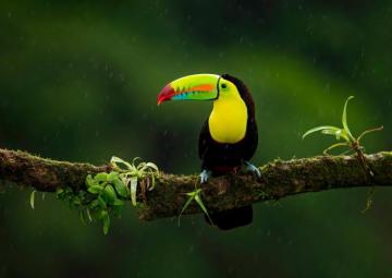 Toucan 4k Ultra HD Wallpaper By Zden K Mach Ek