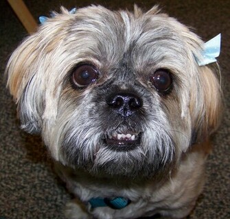 Pictures Of Ugly Dogs HD Wallpaper Lovely
