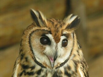 Beautiful Animal