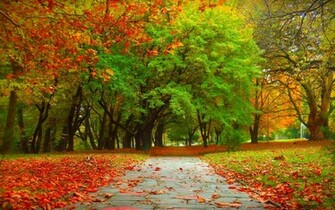 Autumn Trees Wallpaper