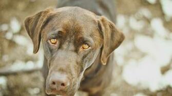 Fav Rate Tweet Animals Dog Labrador Retriever Resolution