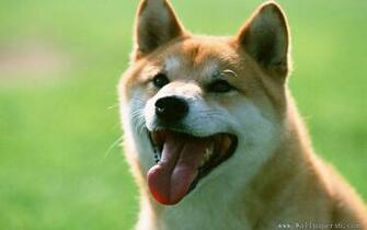 Shiba Inu Animal Wallpaper Windows Xp