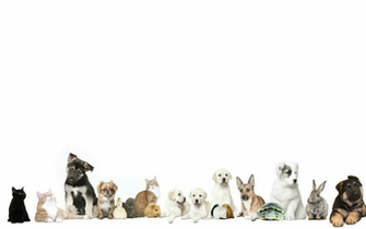 Pets On A White Background Stock Video Footage