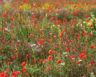 Field Of Wild Flowers WallpaperImage