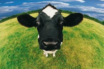 Wallpaper Cow Cows Close Up