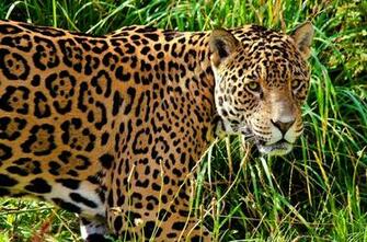 Jaguar Computer Wallpaper Desktop Background Id