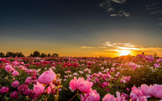Sunset Sunlight Flowers Rose Pink Roses Nature Landscape Wallpaper