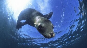 Sea Lion Wallpaper Animal