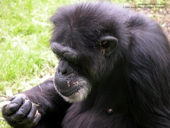 Background Chimpanzee Lost In Thought HD Wallpaper