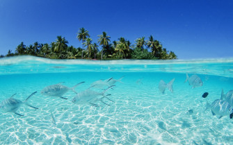 Maldives Beach Fish Wallpaper For Your