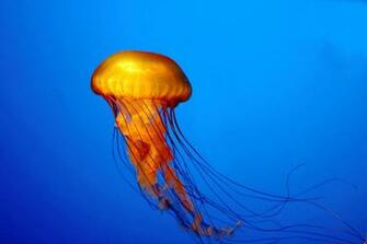 Jellyfish Underwater HD Wallpaper Nature