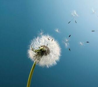 Samsung Galaxy Live Wallpaper Dandelion