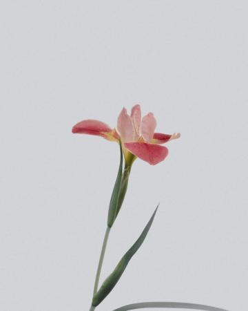 Flower Wallpaper HD Hq