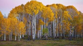 Aspen Trees Wallpaper