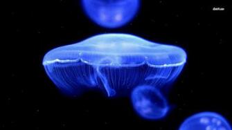 Jellyfish Wallpaper Desktop Background Funny Doblelol