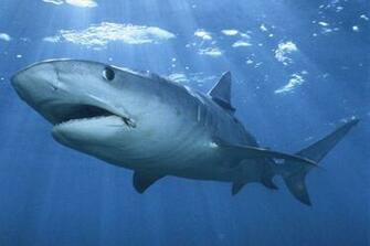 Shark Mouth Wallpaper White