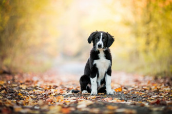 Border Collie HD Wallpaper