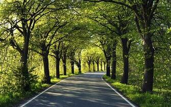 Rate Select Rating Give Forest Walk