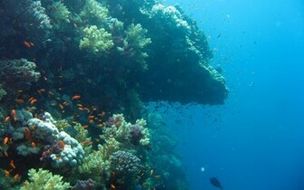 Underwater Wallpaper