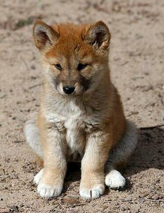 Dingo Image Wallpaper And Background Photos