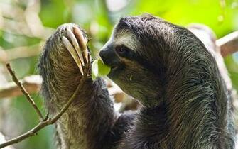 Sloth Wallpaper