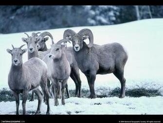 Of The Day Picture Photography Wallpaper National Geographic