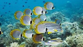 Saltwater Fish Wallpaper HD Marine