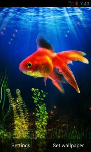 Home Press Menu Wallpaper Live Goldfish
